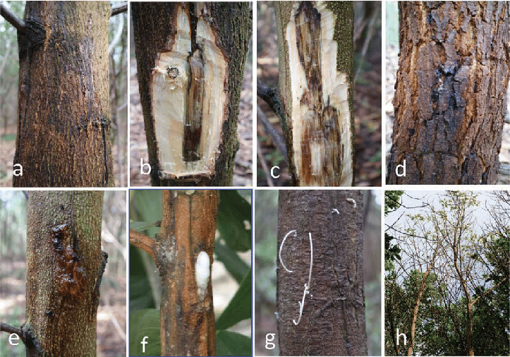 Disease or Pest Infestation