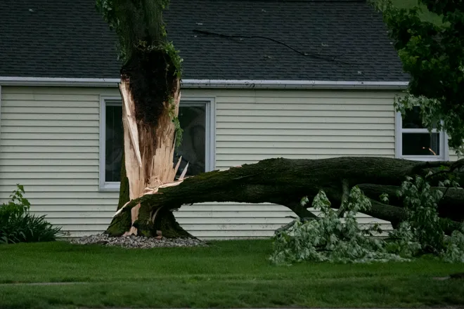 Storm Damage tree