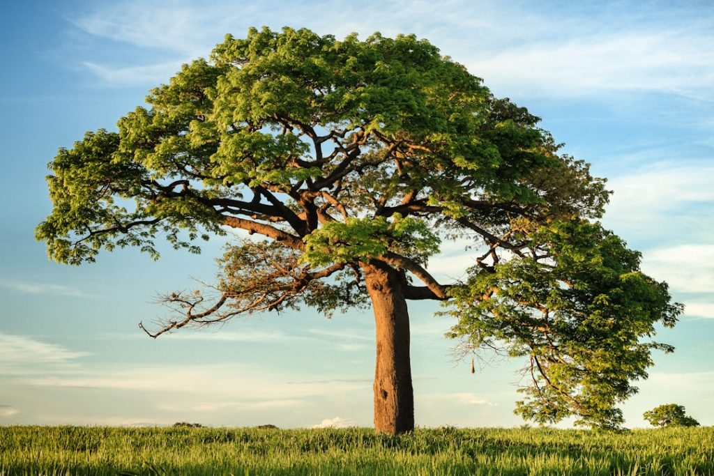 Tree Doctor Brisbane