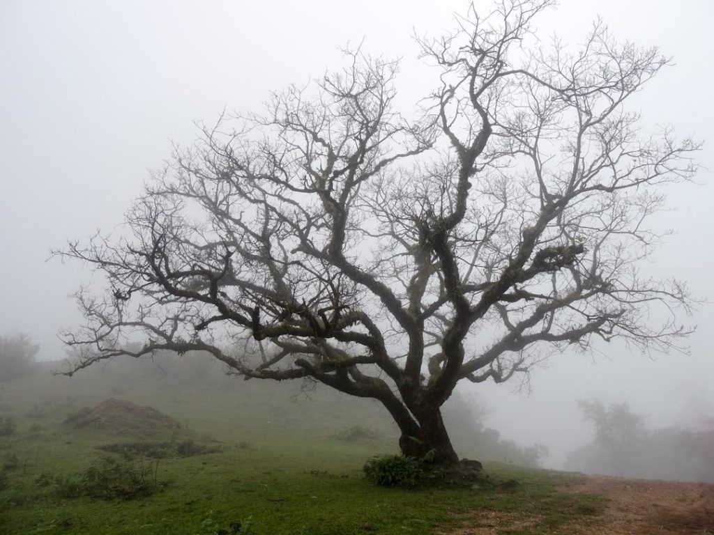 Dead tree